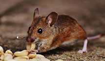 24 Hour & Emergency Exterminators in Nc Dept Revenue, NC